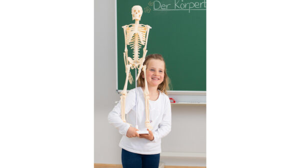 MODEL OKOSTJA ČLOVEKA (80 cm) - Image 3